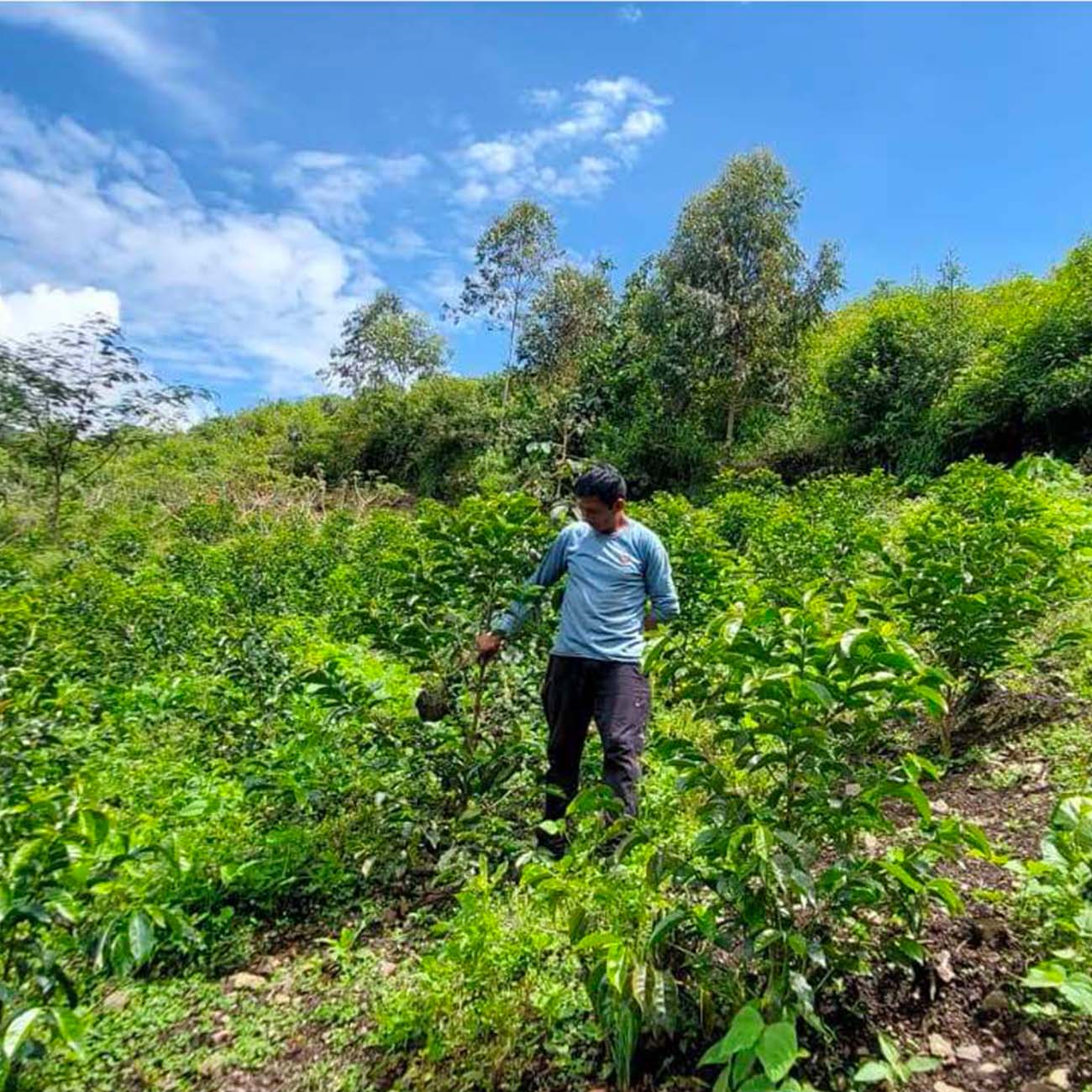 Peru Pacaybamba Community koffie
