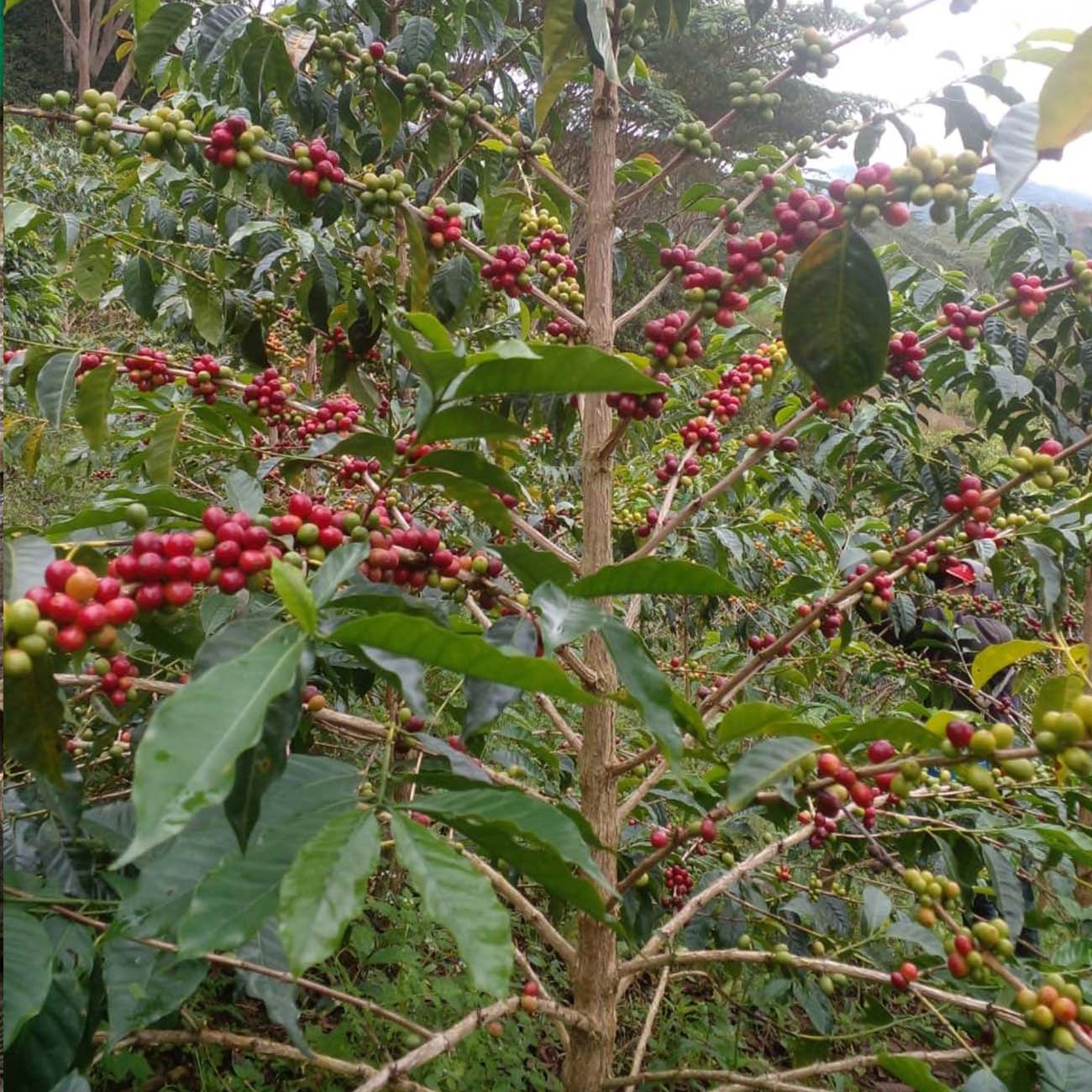 Peru Cordillera Andina koffie